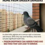 🕊️ Pigeon Safety Nets: Protect Your Health and Home from Unseen Dangers