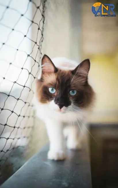 About ANR Enterprises 1 Pet safety nets ensuring a secure outdoor space for pets in Bangalore
