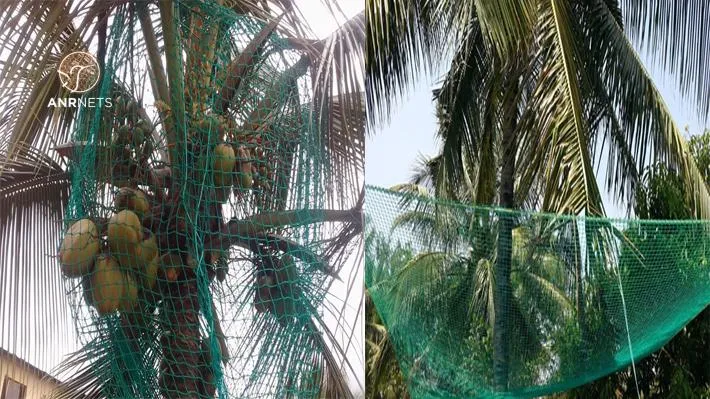 Coconut Tree Safety Nets 2 Coconut tree debris protection