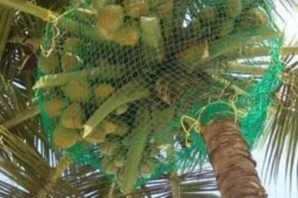 Coconut Tree Safety Nets 1 Secure coconut trees