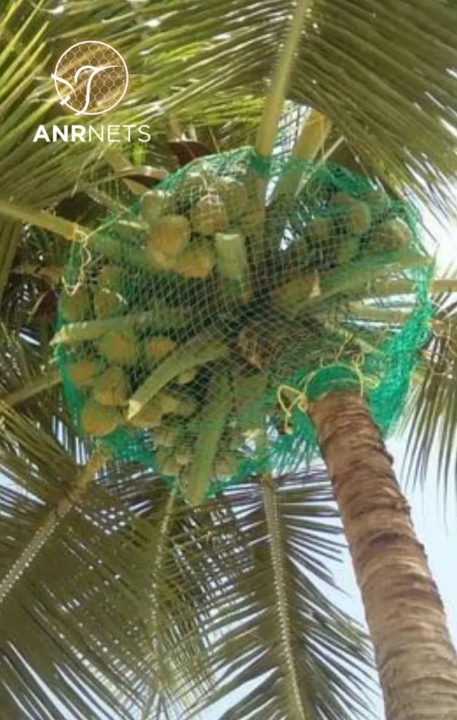 Coconut Tree Safety Nets 3 Coconut Safety Netting