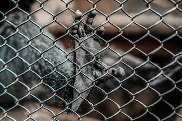 Monkey Safety Nets 1 Monkey Netting Solutions