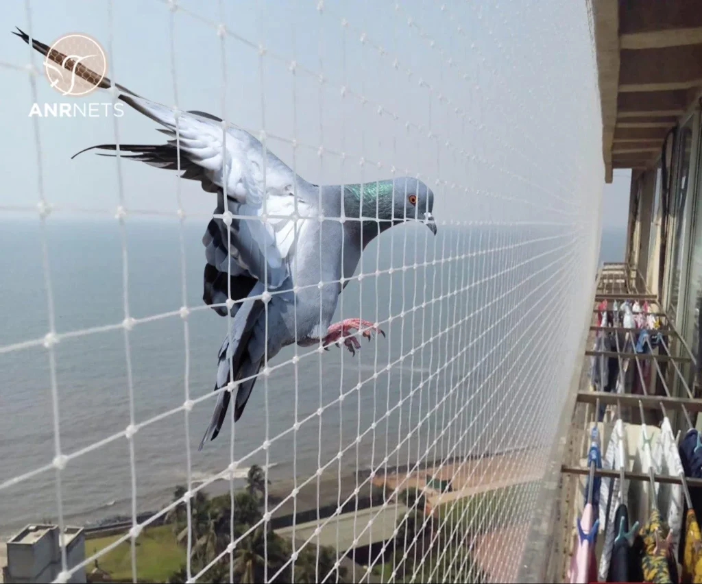 Pigeon Safety Nets 1 FAQ's